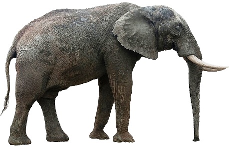 Elephent