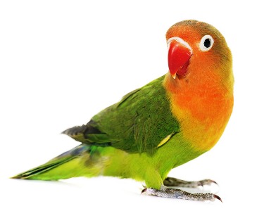 Parrot